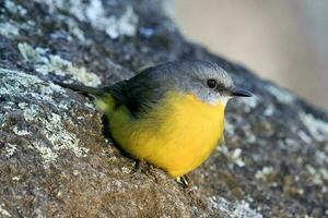 Eastern Yellow Robin photo