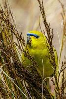 elegante loro en Australia foto