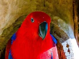 eclectus loro en Australia foto