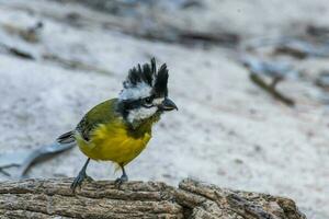 Eastern Shrike-tit in Australia photo