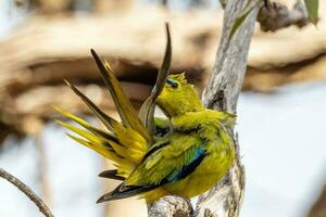 Elegant Parrot in Australia photo