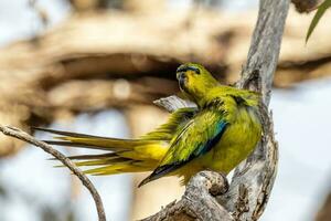 elegante loro en Australia foto