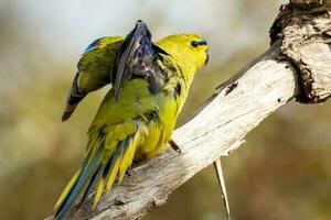 Elegant Parrot in Australia photo