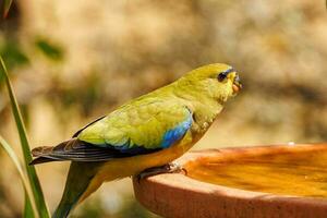 Elegant Parrot in Australia photo