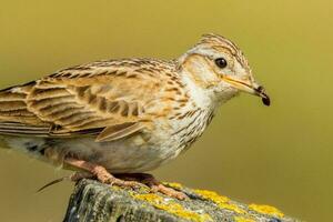 Common Eurasian Skylark photo