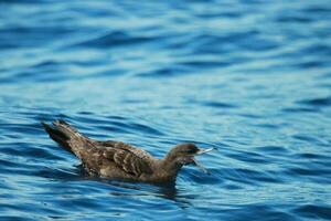 Flesh-footed Shearwater in Australasia photo