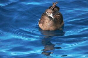 Flesh-footed Shearwater in Australasia photo
