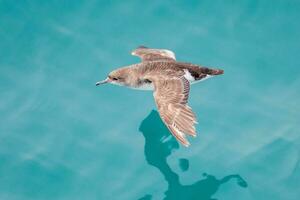 Fluttering Shearwater in Australasia photo