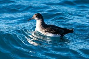 Fluttering Shearwater in Australasia photo