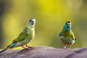 de hombros dorados loro en Australia foto