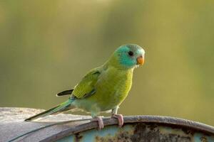 Golden-shouldered Parrot in Australia photo