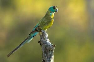 Golden-shouldered Parrot in Australia photo