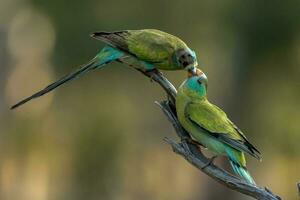 de hombros dorados loro en Australia foto