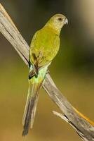 Golden-shouldered Parrot in Australia photo