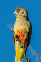 Greater Bluebonnet in Australia photo