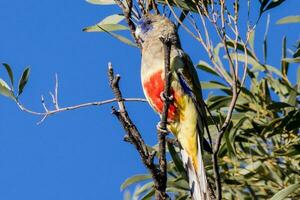 Greater Bluebonnet in Australia photo