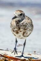 Grey or Black-bellied Plover photo