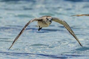 Grey or Black-bellied Plover photo