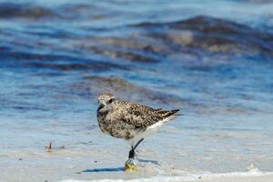Grey or Black-bellied Plover photo