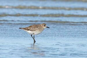 Grey or Black-bellied Plover photo