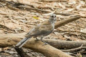 Grey Shrike Thrush photo