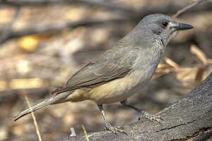 Grey Shrike Thrush photo