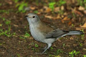 Grey Shrike Thrush photo