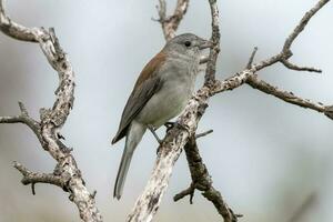 gris alcaudón tordo foto