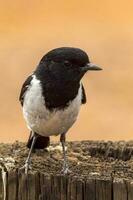 Hooded Robin in Australia photo