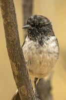 Hooded Robin in Australia photo