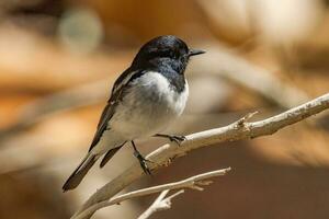 encapuchado Robin en Australia foto