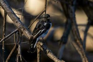 Hooded Robin in Australia photo