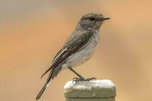 Hooded Robin in Australia photo