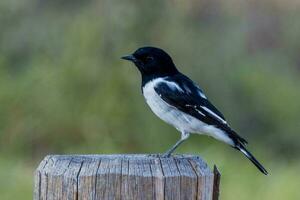 Hooded Robin in Australia photo