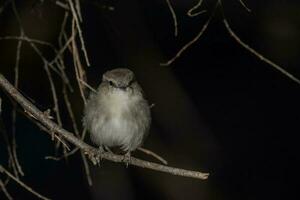 Jacky Winter in Australia photo