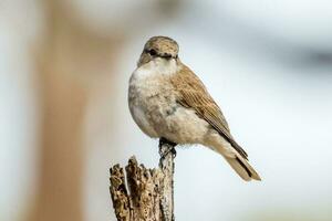 Jacky Winter in Australia photo