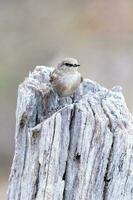 Jacky Winter in Australia photo