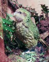 Kakapo Endangered Night Parrot of New Zealand photo