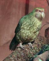 kakapo en peligro de extinción noche loro de nuevo Zelanda foto
