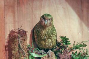 kakapo en peligro de extinción noche loro de nuevo Zelanda foto