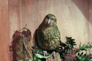 kakapo en peligro de extinción noche loro de nuevo Zelanda foto