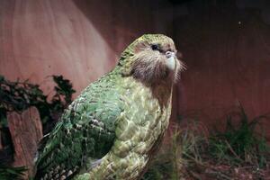 kakapo en peligro de extinción noche loro de nuevo Zelanda foto