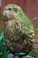 Kakapo Endangered Night Parrot of New Zealand photo