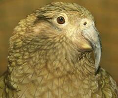 kea alpino loro de nuevo Zelanda foto