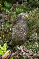 Kea Alpine Parrot of New Zealand photo