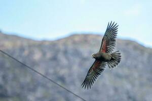 Kea Alpine Parrot of New Zealand photo