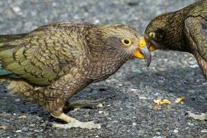 Kea Alpine Parrot of New Zealand photo