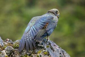 Kea Alpine Parrot of New Zealand photo