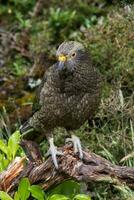 kea alpino loro de nuevo Zelanda foto