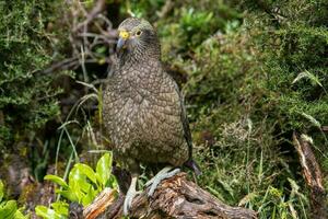 kea alpino loro de nuevo Zelanda foto